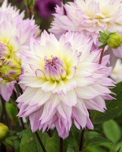 Dahlia Crazy Love